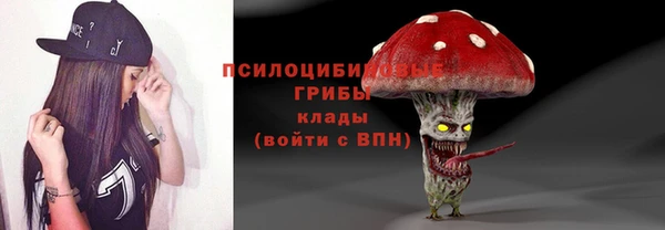 индика Ельня